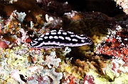 Phyllidiella striata nudi Maldives Bathalaa thila-27m-20240423-da-DSC_6016_tn